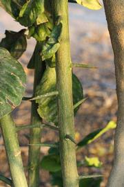              Second - third year twig (Riverside, CA)       