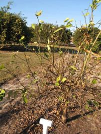              Habit (Winter Haven, FL)       