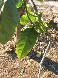           Sun leaves (Winter Haven, FL)   