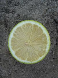              Fruit cross-section of  Citrus     limon          (Eureka, Winter Haven, FL)       