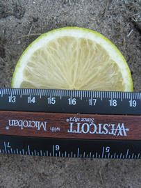              Fruit cross-section (Winter Haven, FL)       