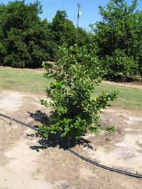            Habit (Winter Haven, FL)   