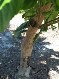            Bark (Winter Haven, FL)   