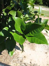              Sun leaves (Winter Haven, FL)       