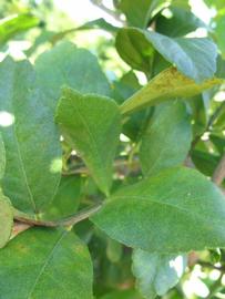              Shade leaves (Winter Haven, FL)       