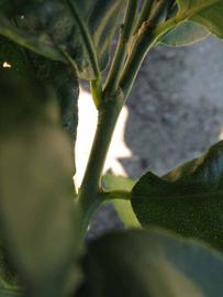            First year twig (Winter Haven, FL)   