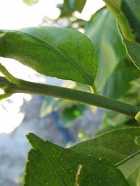            First year twig (Winter Haven, FL)   