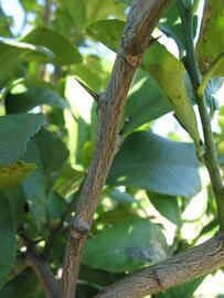              Second - third year twig (Winter Haven, FL)       