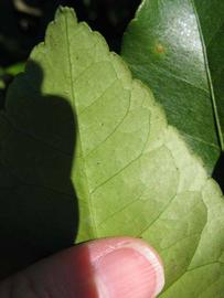              Margin (Winter Haven, FL)       