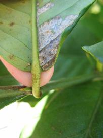              Petiole (Winter Haven, FL)       