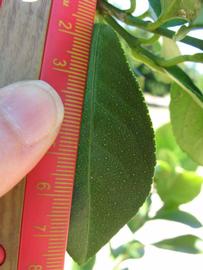              Unifoliolate leaf (Winter Haven, FL)       