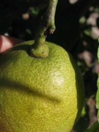                Fruit (Winter Haven, FL)       