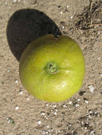                Fruit (Winter Haven, FL)       