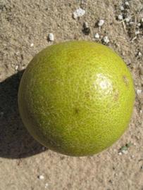              Fruit (Winter Haven, FL)       