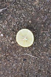              Fruit cross-section of Eustis limequat (Riverside,   CA)       