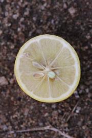              Fruit cross-section (Riverside, CA)       