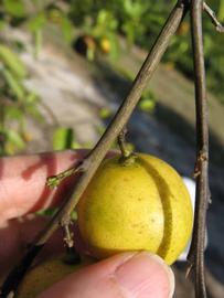              Fruit (Winter Haven, FL)       