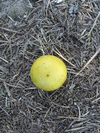              Fruit (Winter Haven, FL)       