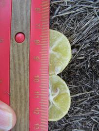              Fruit cross-section (Winter Haven, FL)       