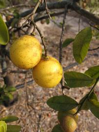              Fruit (Winter Haven, FL)       