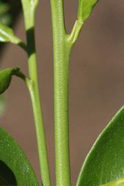            First year twig (Riverside, CA)   