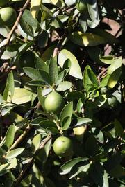              Sun leaves (Riverside, CA)       