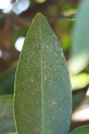              Margin (Riverside, CA)       