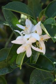              Flower (Riverside, CA)       