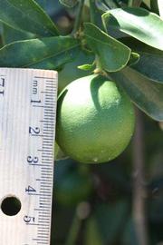            Immature fruit (Riverside, CA)   