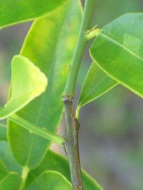            First year twig (Winter Haven, FL)   