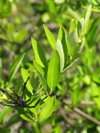              Sun leaves (Winter Haven, FL)       