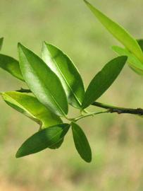              Sun leaves (Winter Haven, FL)       