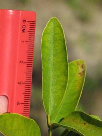              Unifoliolate leaf of Eustis limequat (Winter   Haven, FL)       