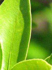              Margin (Winter Haven, FL)       