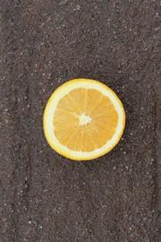              Fruit cross-section (Riverside, CA)       