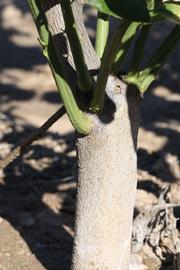              Bark (Riverside, CA)       