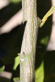              Second - third year twig (Riverside,   CA)       