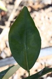              Shade leaves (Riverside, CA)       