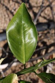              Unifoliolate leaf (Riverside, CA)       