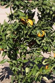              Sun leaves (Riverside, CA)       