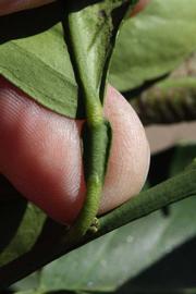              Petiole (Riverside, CA)       