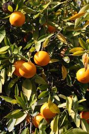            Sun leaves (Riverside, CA)   