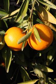              Fruit (Riverside, CA)       