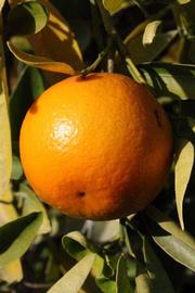              Fruit (Riverside, CA)       