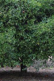            Habit (Riverside, CA)   