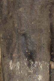            Bark (Riverside, CA)   