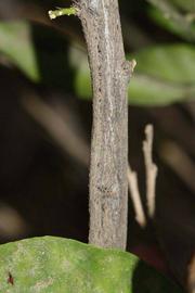              Second - third year twig (Riverside, CA)       