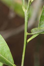            First year twig (Riverside, CA)   