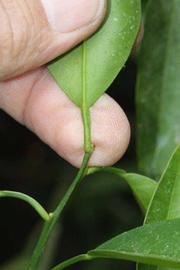              Petiole (Riverside, CA)       