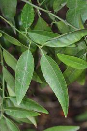              Shade leaves (Riverside, CA)       